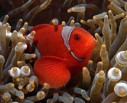 Spinecheek anemomefish, Tulamben by Doug Anderson 